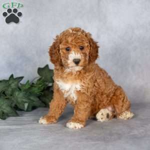 Eva, Miniature Poodle Puppy